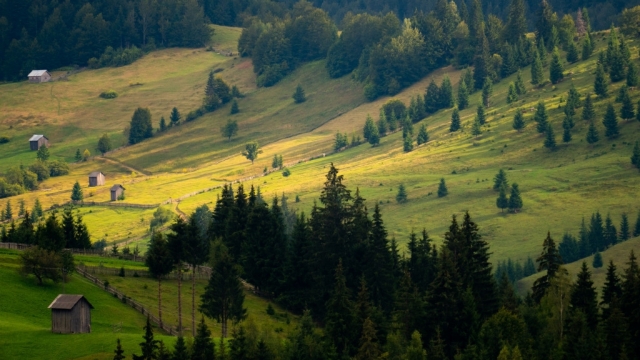 唯美清新绿色护眼高清桌面壁纸