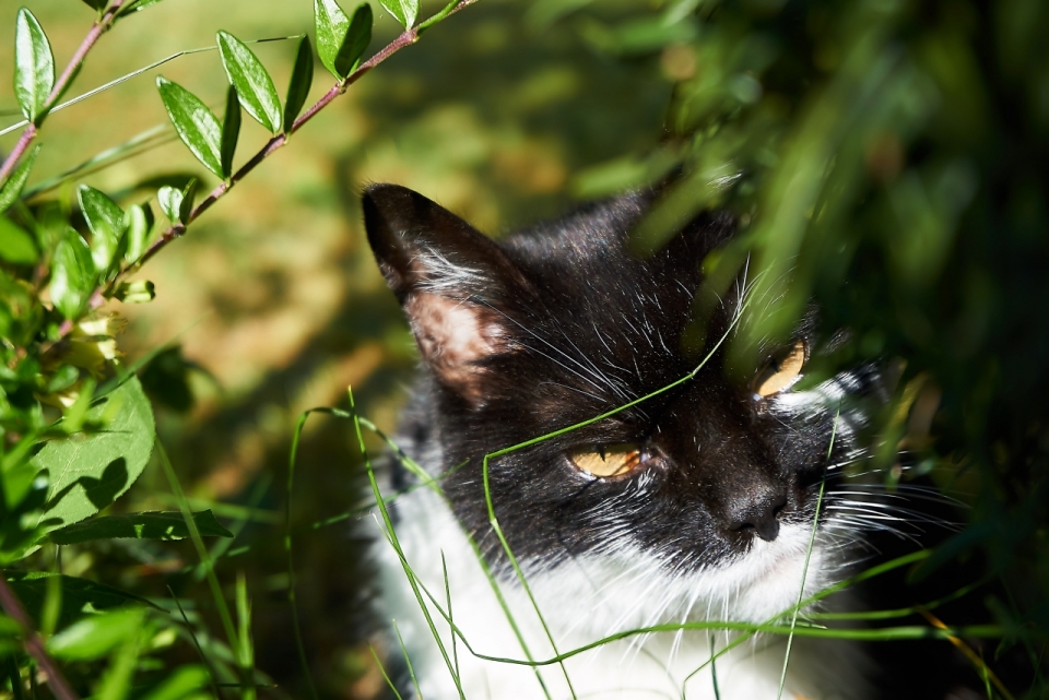 虚化背景户外自然绿色植物间金色眼睛猫