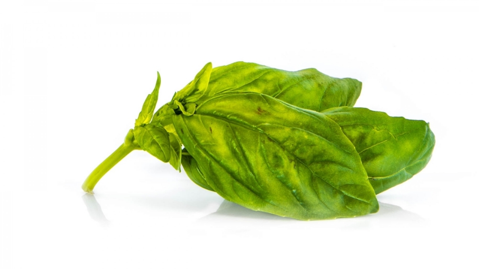 白色背景绿色新鲜茶叶植物摄影
