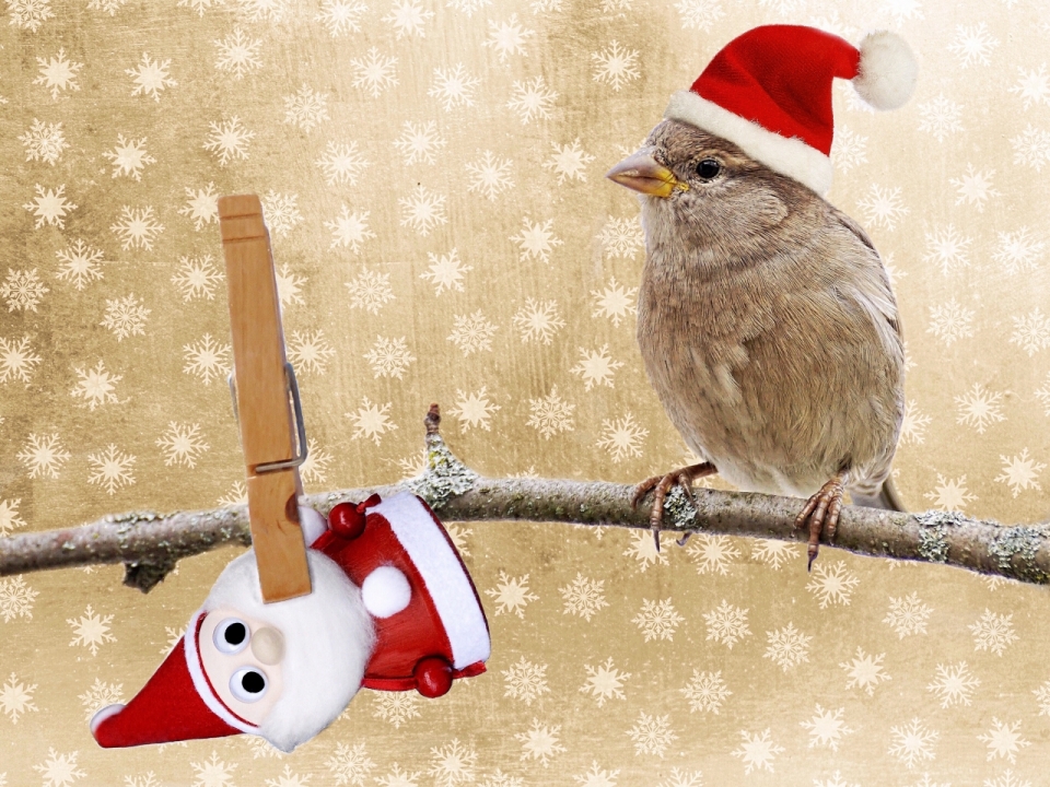 雪花背景在树枝上的带圣诞帽的小鸟