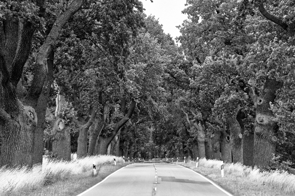 公园树林林间道路风景黑白怀旧摄影