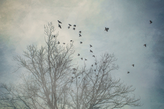 云雾缭绕大自然树林飞鸟美景抓拍