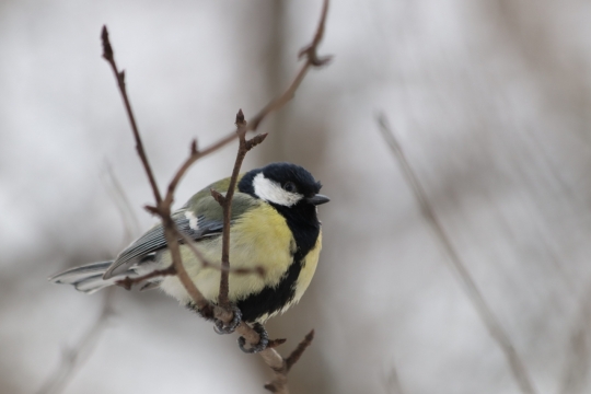 户外自然树木树枝野生鸟类动物