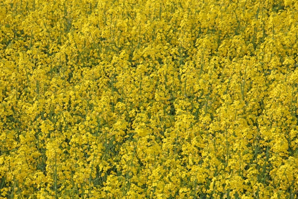 黄色花朵绿色枝叶自然油菜花田