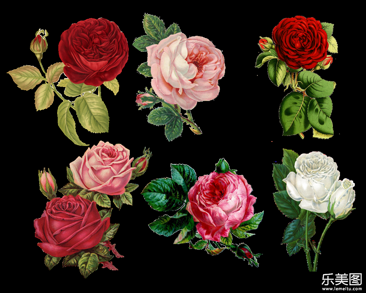 多种颜色盛开的玫瑰花平面图