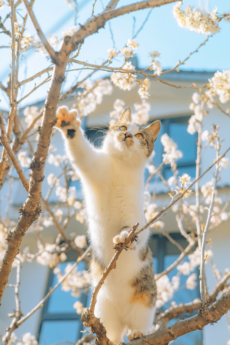 春天的小猫写真图片