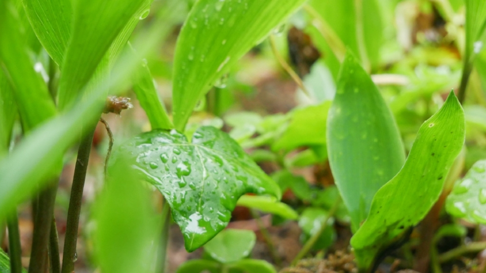 雨水节气大雨的绿叶无水印电脑桌面高清壁纸图片