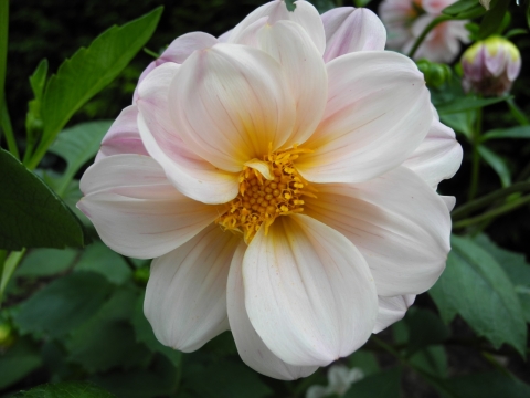 虚化背景自然户外白色花朵绿色叶子自然植物