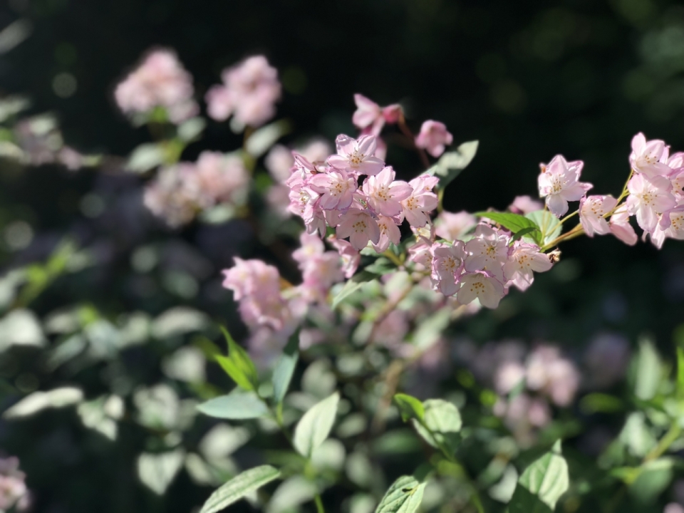微距摄影_春天绿叶丛中盛开粉色花朵美景