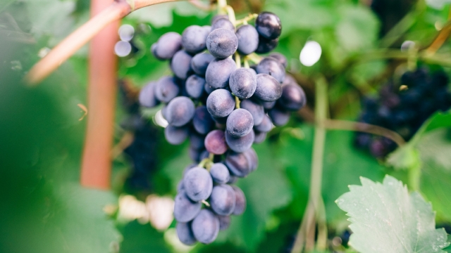 紫色葡萄高清电脑桌面壁纸