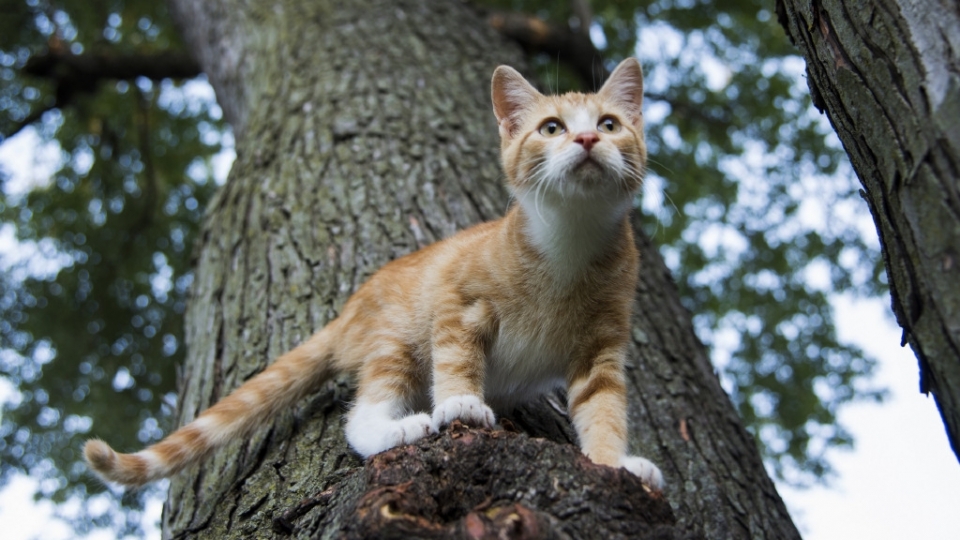 虎斑猫电脑桌面高清壁纸无水印图片