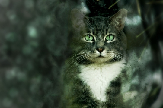 透明玻璃窗户后绿色眼睛可爱宠物猫