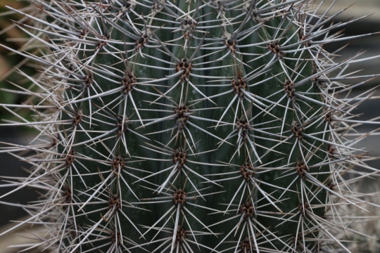 虚化背景户外自然仙人球植物