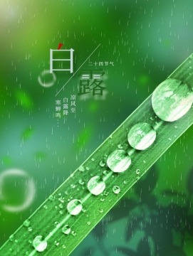 清新节气白露图片