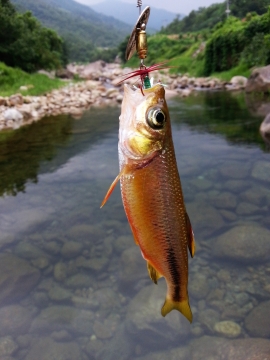 山间小溪中刚钓起的鲤鱼