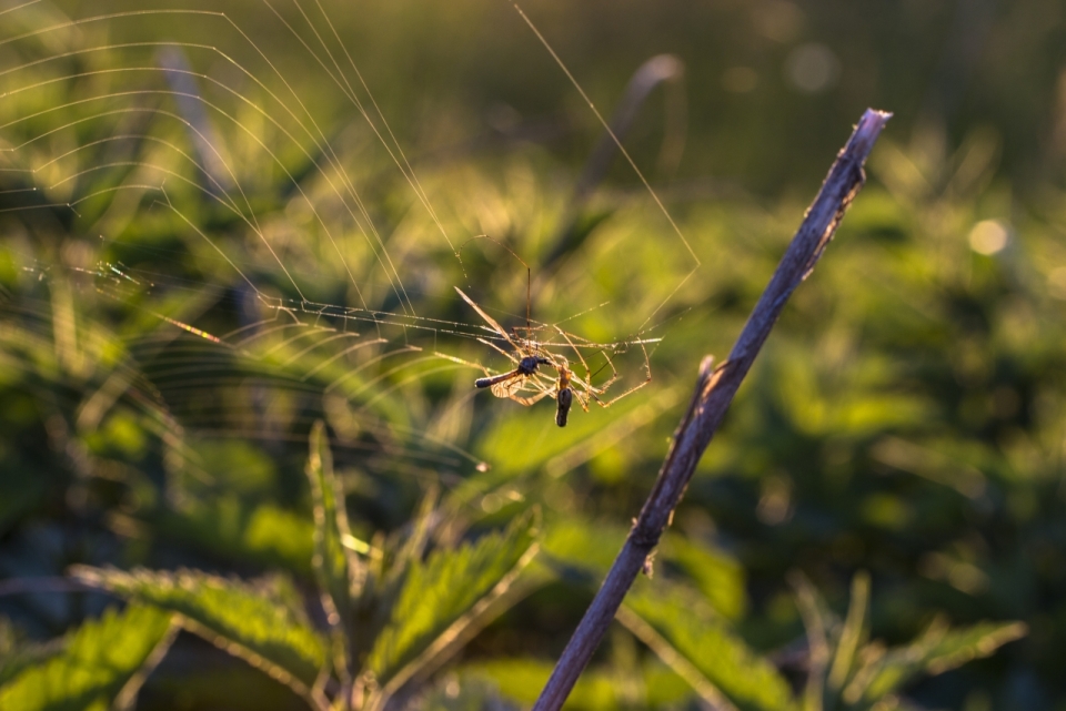 户外自然绿色植物间结网蜘蛛
