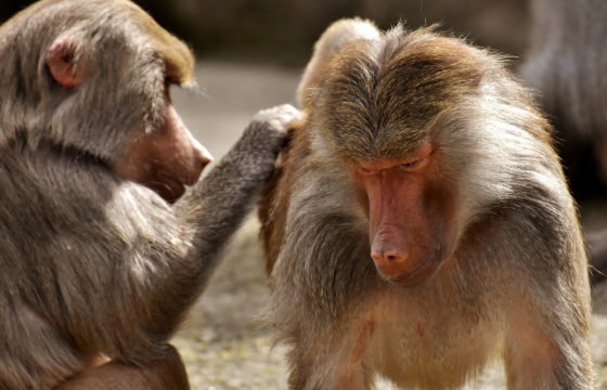 阳光自然户外可爱野生猴子动物
