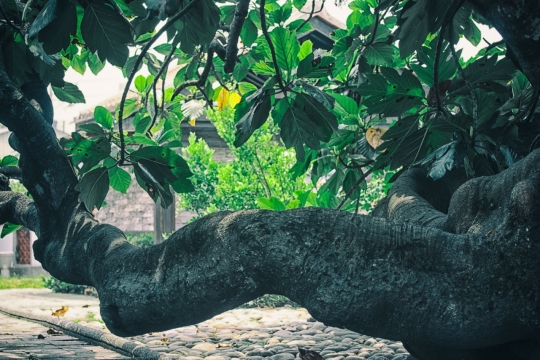 阳光城市街道绿色叶子巨大古老树木