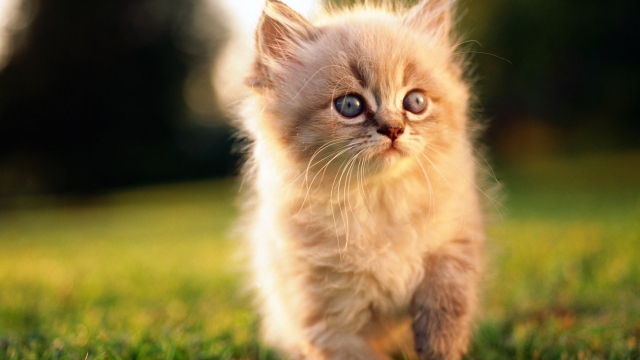 可爱的萌宠喵星人毛茸茸的小猫图片桌面壁纸