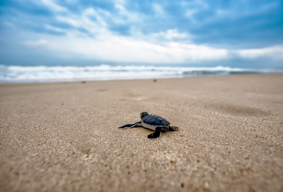 沙滩上一只爬向大海的小海龟