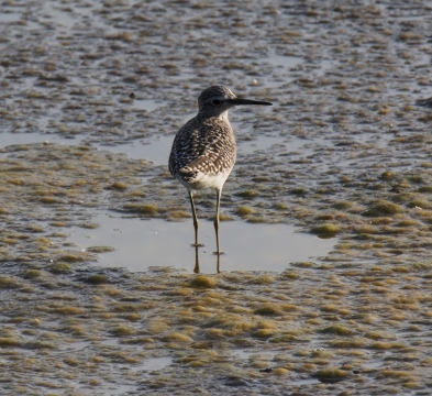 傍晚户外自然湖泊野生鸟类动物