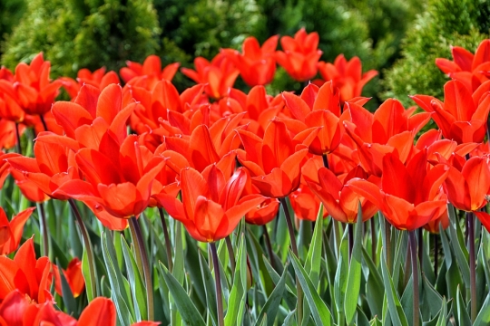 风光摄影_花园种植鲜艳红色花朵阳光美景