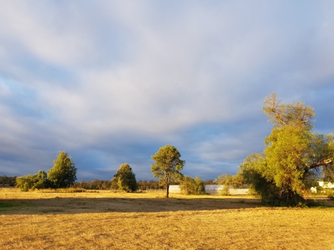 清晨阳光照耀着的草坪