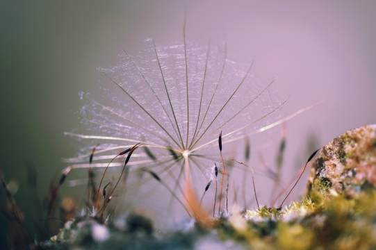 虚化背景户外自然植物微距写真