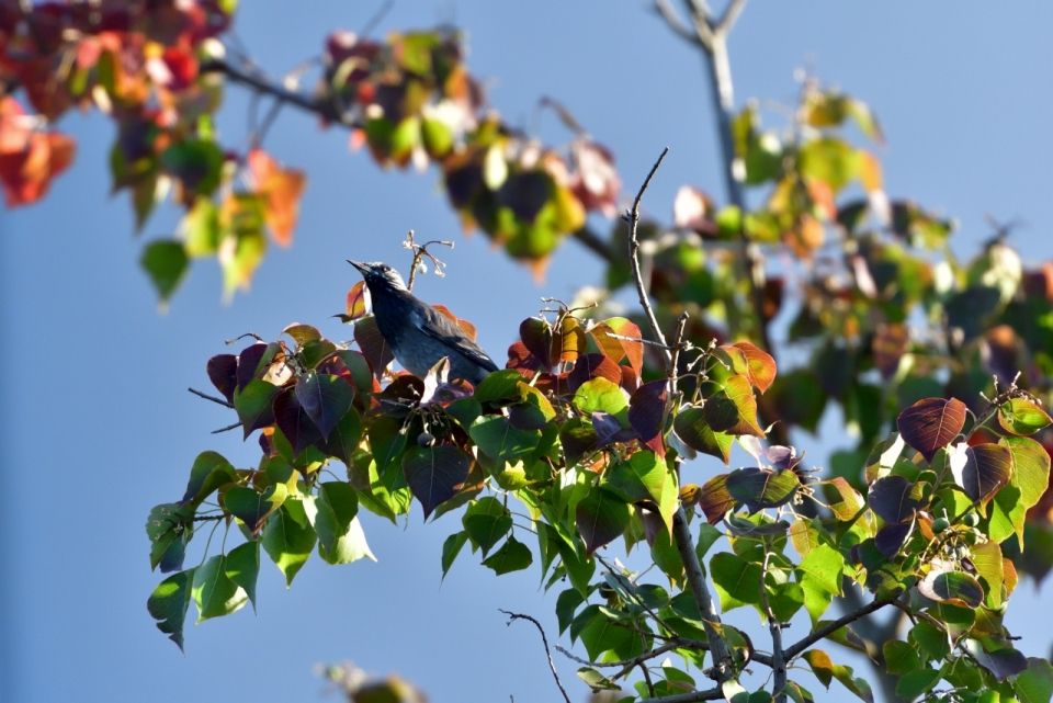 阳光蓝色天空自然树木树枝鸟类动物