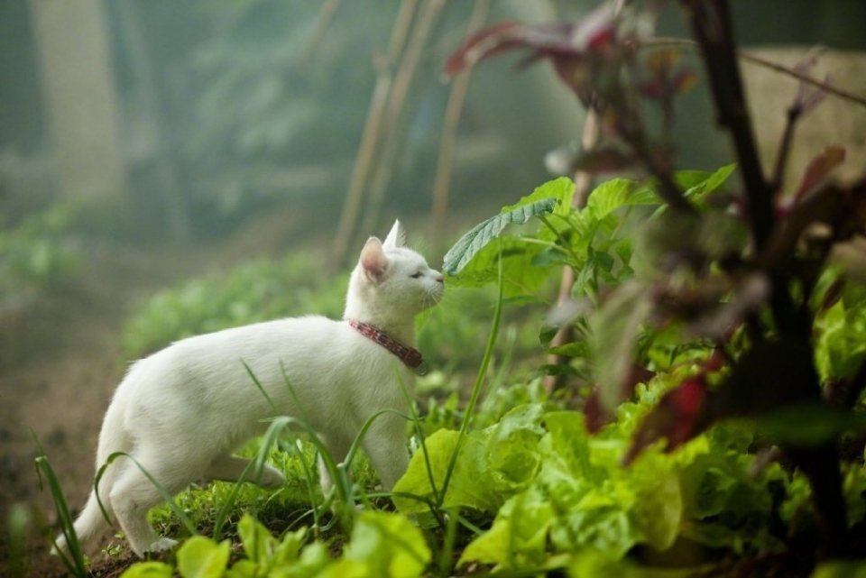 可爱小猫菜园喵星人写真图片