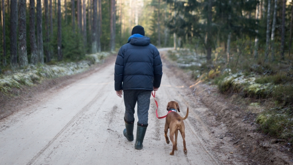 冬天雪后自然森林遛狗散步男性