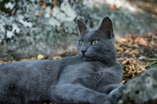 阳光户外自然草坪可爱宠物蓝猫