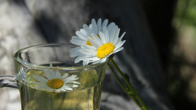 洁白如雪的洋甘菊自然风光优美风景高清桌面壁纸