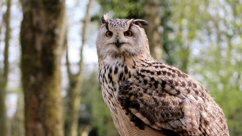 猛禽长耳鸮高清桌面壁纸