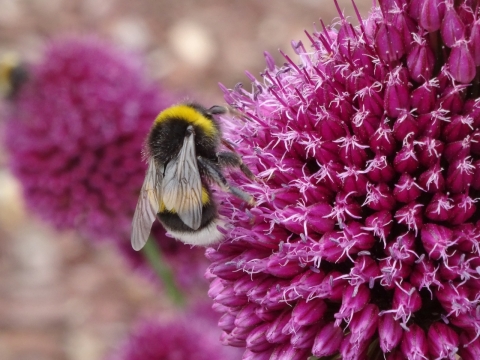 紫色花朵上趴着可爱小蜜蜂特写