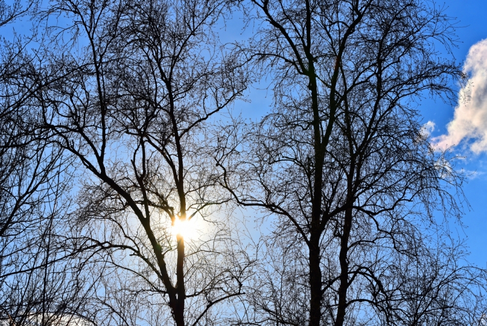 蓝色天空树木树枝间隙穿透耀眼阳光
