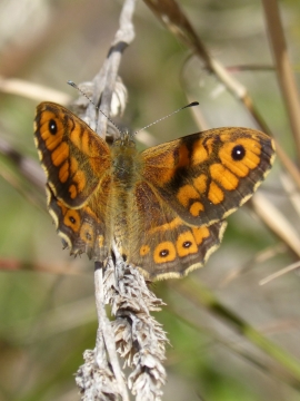 户外自然树木树枝褐色蝴蝶昆虫
