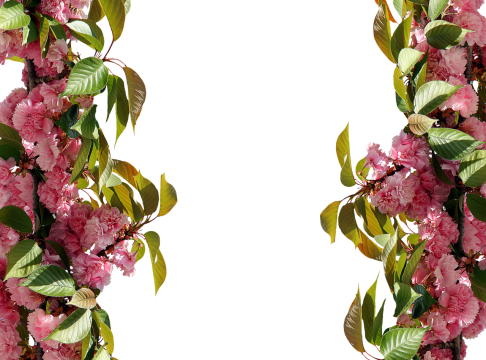 白色背景盛开的红色绣球花