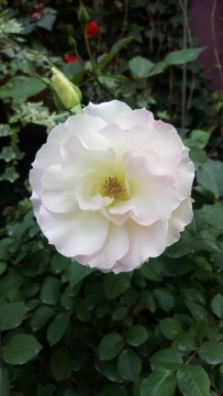 花园自然白色花朵绿色叶子清新植物