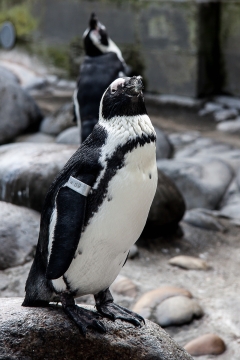 站在石头上仰头大叫的企鹅