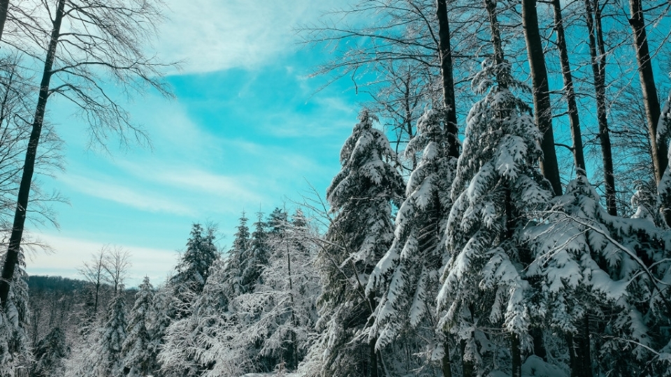 冬季白雪覆盖的森林无水印电脑桌面高清壁纸图片