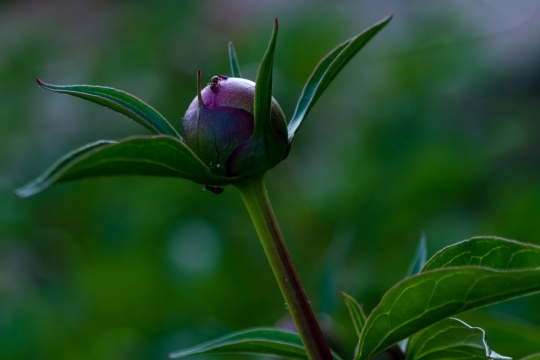 自然户外绿色叶子红色花苞玫瑰植物