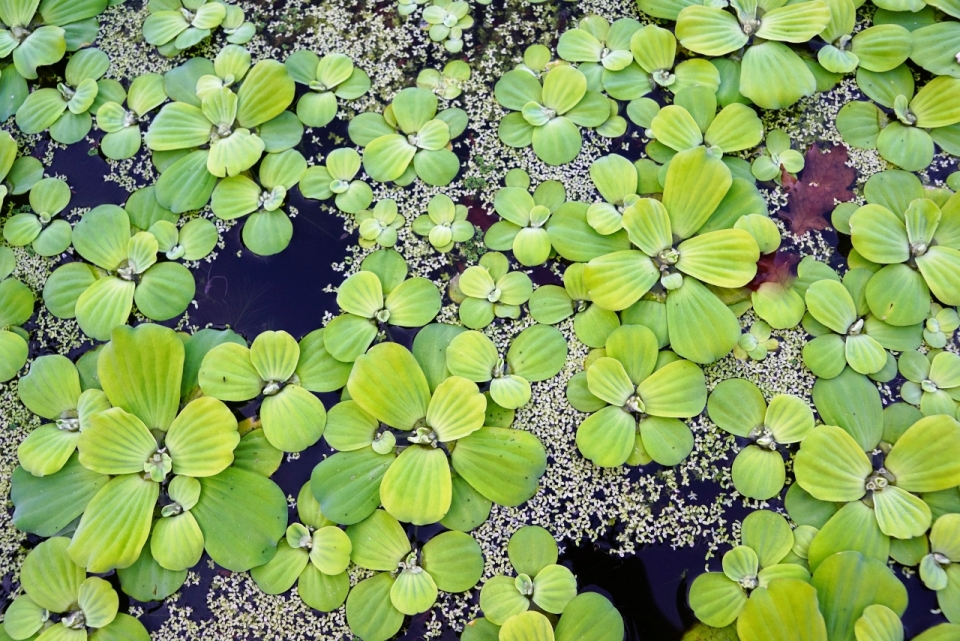 池塘上绿色水葫芦植物摄影