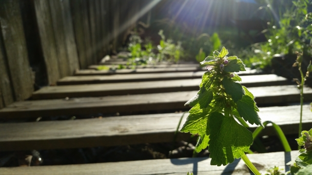 昏暗室内种植盆栽植物日光灯景观