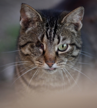 虚化背景户外绿色眼睛单眼猫