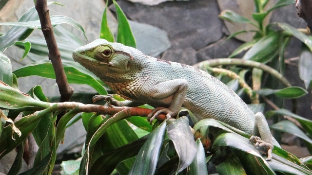 趴在树枝上的变色龙高清摄影