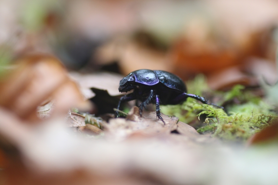 秋天落叶地面上黑色甲虫摄影