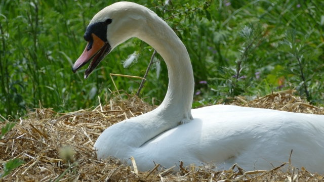碧绿草丛间休息白色天鹅动物特写