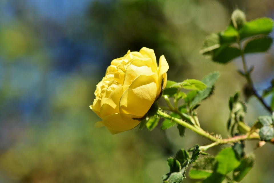 虚化背景阳光下自然黄色花朵玫瑰植物