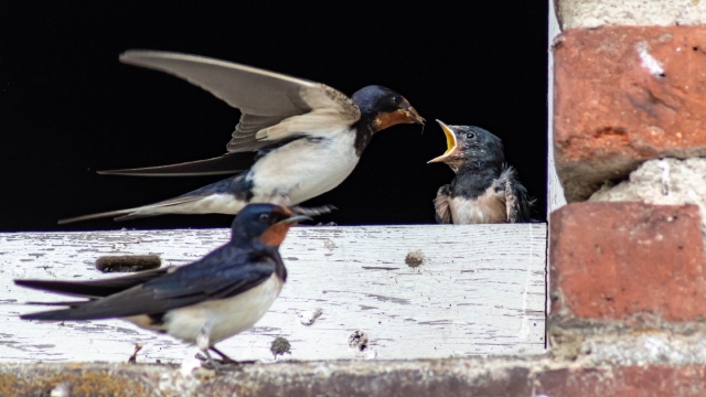 燕子自然风光优美风景高清桌面壁纸